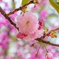 Pink Prunus Serrulata Flower Seeds for Planting – Heirloom Non-GMO High Germination Organic Garden Seeds