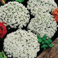 White Serpyllum Flower Seeds Heirloom Non-GMO High Germination Organic Garden Seeds for Planting