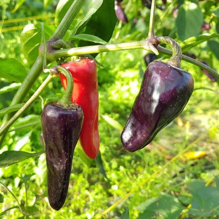 Purple Serrano Pepper Seeds for Planting – Heirloom Non-GMO Vegetable Garden Seeds