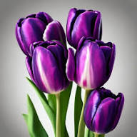 Tulip Flower Seeds Perennial for Planting – Heirloom, Non-GMO, High Germination