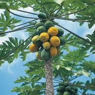 Papaya Seeds Organic Heirloom Non-GMO High Germination Organic Garden Seeds for Planting