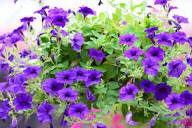 Purple Hanging Petunia Flower Seeds Heirloom Non-GMO High Germination Organic Garden Seeds for Planting