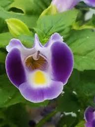 Semillas de flor Torenia Blanca Morada – Cimarrón, No-GMO, Semillas orgánicas de alta germinación