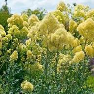 Yellow Thalictrum Flower Seeds Heirloom Non-GMO High Germination Organic Garden Seeds