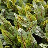 Green Red Sorrel Seeds for Planting – Heirloom, Non-GMO, High Germination Organic Garden Seeds