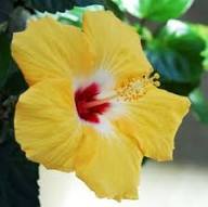 Hibiscus Flower Seeds Yellow – Heirloom Non-GMO High Germination Organic Garden Seeds