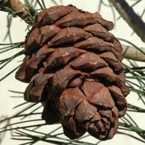Italian Pine Nut Tree Seeds for Planting – Premium Heirloom Non-GMO High Germination Organic Garden Seeds for Nut Trees