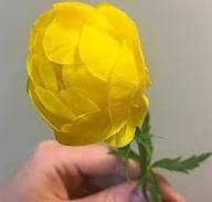 Yellow Trollius Flower Seeds Heirloom Non-GMO High Germination Organic Garden Seeds