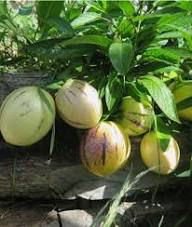 Mixed Organic Ginseng Fruit Seeds – Heirloom, Non-GMO, High Germination Organic Garden