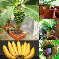 Mixed Banana Seeds – Heirloom, Non-GMO, High Germination Organic Garden