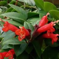Red Aeschynanthus Flower Seeds – Heirloom, Non-GMO, High Germination Organic Garden Seeds for Planting