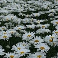 White Brachyscome Iberidifolia Flower Seeds – Heirloom, Non-GMO, High Germination Organic Garden Seeds for Planting