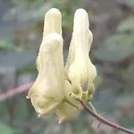 Wolfsbane Flower Seeds – Heirloom Non-GMO High Germination Organic Garden Seeds