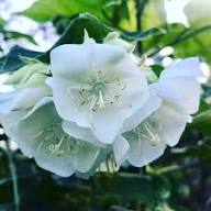 White Dombeya Flower Seeds Heirloom Non-GMO High Germination Organic Garden Seeds for Planting