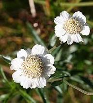 White Ptarmica Flower Seeds Heirloom Non-GMO High Germination Organic Garden Seeds for Planting