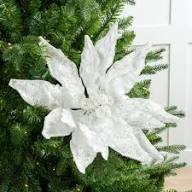 Poinsettia Flower Seeds Heirloom Non-GMO High Germination Organic Garden Seeds for Planting