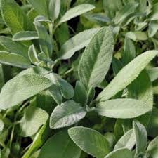 White Sage Plant Seeds Heirloom Non-GMO High Germination Organic Garden Seeds for Planting