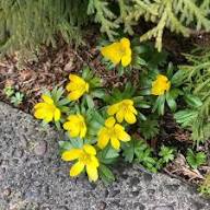 Yellow Aconite Flower Seeds – Heirloom, Non-GMO, High Germination Organic Garden Seeds