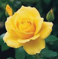 Giant Yellow Rose Flower Seeds Heirloom Non-GMO High Germination Seeds
