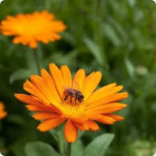 Resina Calendula flower seeds for planting, heirloom non-GMO garden seeds for home gardeners growing vibrant orange blooms naturally