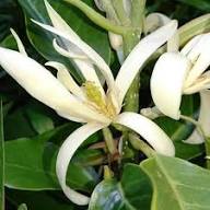 White Michelia Flower Seeds Heirloom Non-GMO High Germination Organic Garden Seeds