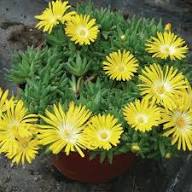 Delosperma Seeds for Planting – Heirloom, Non-GMO, High Germination Organic Garden Seeds