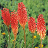 Perennial Kniphofia Flower Seeds Red – Heirloom, Non-GMO, High Germination Organic Garden Seeds for Planting