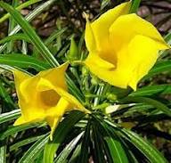 Yellow Coronilla Coronata Flower Seeds – Heirloom, Non-GMO, High Germination Organic Garden Seeds