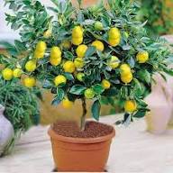 Key Lime (Citrus aurantifolia) Fruit Seeds for Planting – Heirloom, High Germination, Non-GMO Organic Garden Seeds