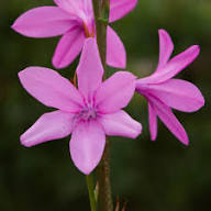 Watsonia Flower Seeds Pink – Heirloom Non-GMO High Germination Organic Garden Seeds for Planting