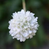 White Armeria Flower Seeds Heirloom Non-GMO High Germination Organic Garden Seeds