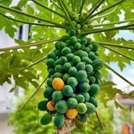 Mountain Papaya (Vasconcellea pubescens) Fruit Tree Seeds for Planting – Heirloom Non-GMO High Germination Organic Garden Seeds