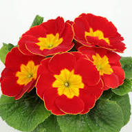 Red Primrose Flower Seeds for Planting – Vibrant Garden Blooms, Easy to Grow Perennial Flowers