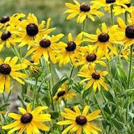 Coneflower Seeds Yellow – Heirloom, Non-GMO, High Germination Organic Garden Seeds