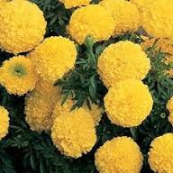 Yellow Bonsai Marigold Flower Seeds – Heirloom, Non-GMO, High Germination Organic Seeds