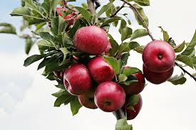 Apple Seeds And Growing Heirloom Non-GMO High Germination Organic Garden Seeds for Planting