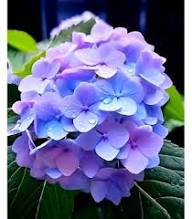 Purple Begonia Flower Seeds for Planting – Heirloom Non-GMO High Germination Organic Seeds