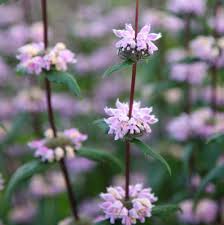Semillas de flores de Phlomis Tuberosa Rosada – Orgánicas, Heirloom, No-GMO, de alta germinación para sembrar en el jardín