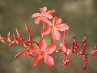 Red Plumbago Flower Seeds – Heirloom, Non-GMO, High Germination Organic Garden Seeds for Planting Seeds for Planting