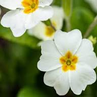 White Primula Flower Seeds Heirloom Non-GMO High Germination Organic Garden Seeds