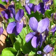 Viola Riviniana Violet Flower Seeds for Planting – Heirloom Non-GMO High Germination Organic Garden Seeds