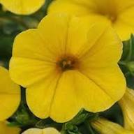 Yellow Calibrocha Flower Seeds – Heirloom, Non-GMO, High Germination Organic Seeds