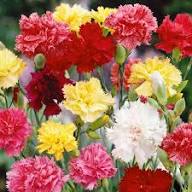 Carnation Flower Seeds – Heirloom, Non-GMO, High Germination Organic Garden Seeds for Planting Seeds for Planting