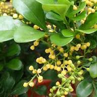 Yellow Aglaia Flower Seeds – Heirloom, Non-GMO, High Germination
