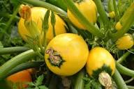 Round Yellow Zucchini Seeds – Heirloom, Non-GMO, High Germination Vegetable Garden Seeds