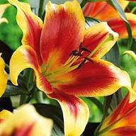 Yellow Red Lilium Flower Seeds – Heirloom Non-GMO High Germination Organic Garden Seeds