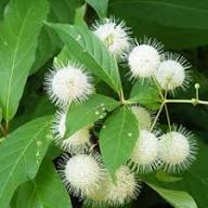 White Buttonbush Cephalanthus Flower Seeds Heirloom Non-GMO High Germination Organic Garden Seeds