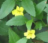 Yellow Goodenia Ovata Flower Seeds – Heirloom, Non-GMO, High Germination Seeds