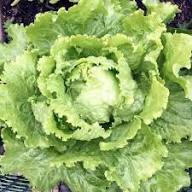 Lettuce Seeds – Heirloom Non-GMO High Germination Organic Garden Seeds for Planting