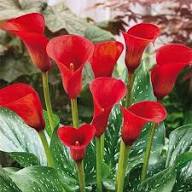 Red Calla Lily Flower Seeds Heirloom Non-GMO High Germination Organic Garden Seeds for Planting